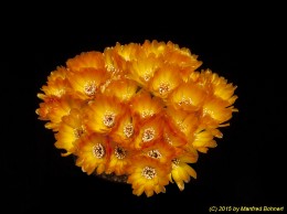 Sulcorebutia tarabucoensis v. callecallensis L389 2251 